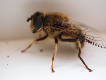 Close up of a bee on a white background. Shallow depth of field.