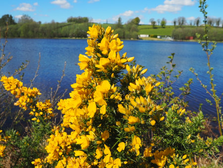 Yellow gorse flowers on the shore of the lake in spring.の写真素材