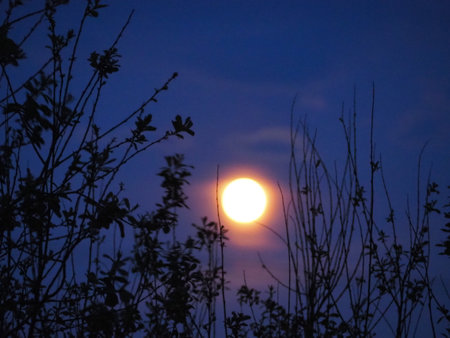 Full moon in the night sky with branches of trees in the foreground