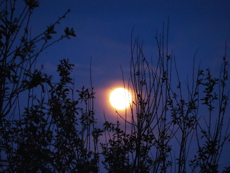 Full moon in the night sky with branches of trees in the foregroundの写真素材