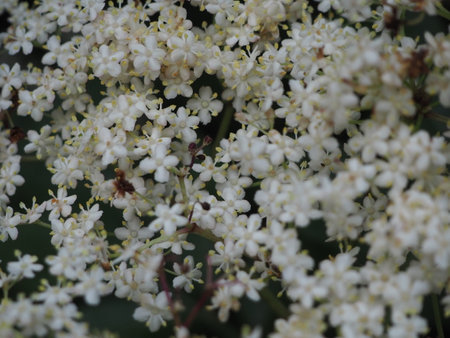 Close up of white flowers of elderberry (Elderflower)の写真素材