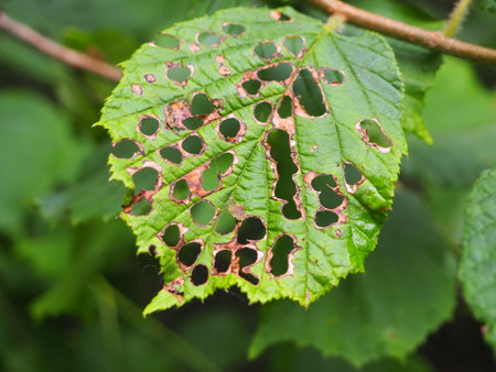 Leaf with holes in the form of holes on a green background