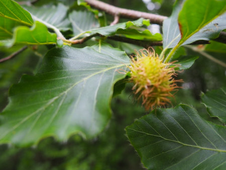 Close up of chestnut tree with green leaves and ripe fruits.