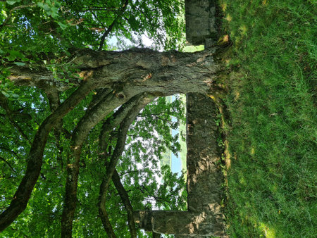 Old stone wall in the green forest with green grass and trees.の写真素材