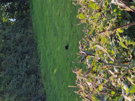 Black rabbit sitting in a meadowの写真素材