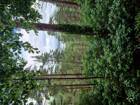 Pine trees in the forest with reflection of sky and clouds.