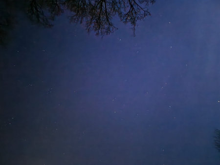 Night sky with stars and silhouettes of trees in the foreground.
