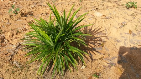 Pandan plant or Pandanus amaryllifolius is grown for its leaves which can be used for flavoring a variety of foods and is good for pain relief.の写真素材