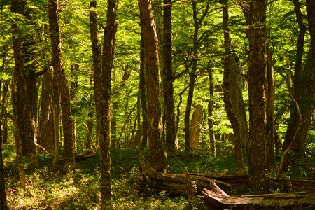 Very green forest of tall trees, forming a beautiful wooded background