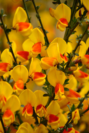 Broom flowers, summer yellowの写真素材