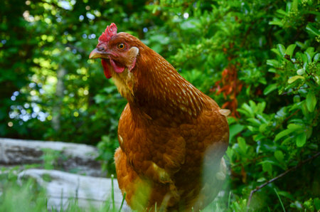 Chickens in the garden. Red chicken in the garden.の写真素材