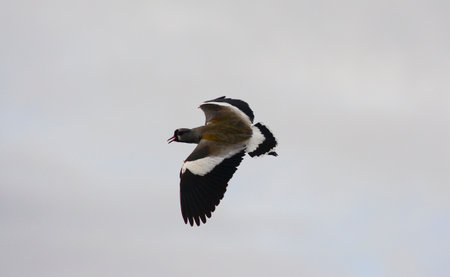 Northern Lapwing (Vanellus vanellus) in flight