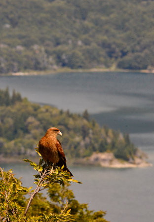 Chimango bird at Nahuel Huapi Lake, near Bariloche, Rio Negro, Argentina looking from the height
