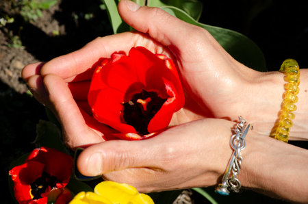 hand holding a poppy in a field of red and pink flowersの写真素材