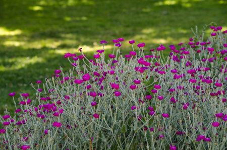 small violet flowers, natural with copy space, lots of grass in the backgroundの写真素材