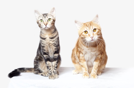 Two cats in white background