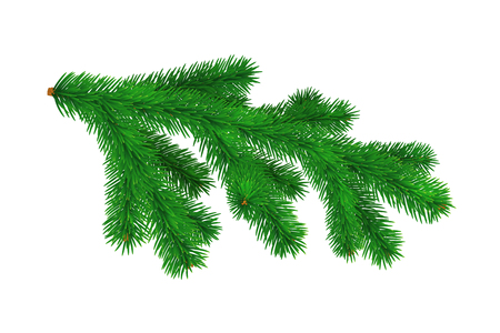 Spruce branch isolated on white background. Vector illustrationのイラスト素材