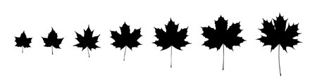 Set of black silhouettes maple leaves from small to large. Vectorのイラスト素材