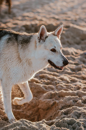 Siberian husky dog on the beach at sunset. Selective focus.