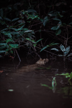 Caiman in the Amazon River with dark background and shallow depth of field