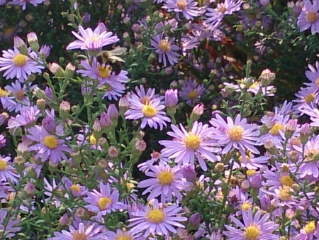 Beautiful flowers in a garden.の素材