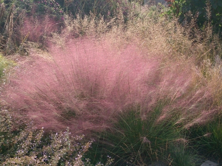 Fine Purple Ferns の素材