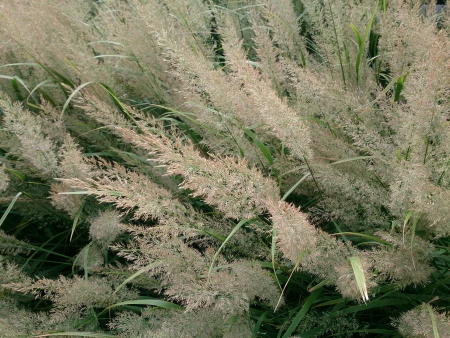 Green Fernsの素材