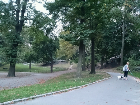 Person Walking Two Dogs in Central Park New Yorkの素材