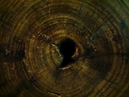 Tree Ring Textureの素材