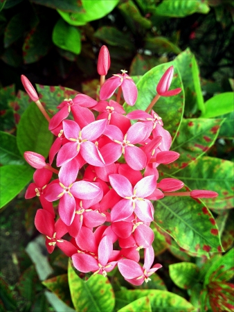 Pinkish Red Flowers are in Bloom.の素材