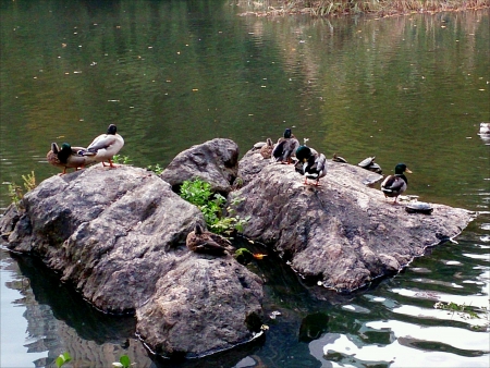 Ducks Rest on the Stone at Central Park Lake.の素材