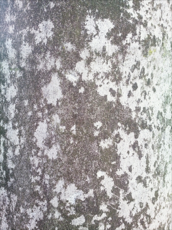 Trunk Texture.の素材