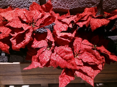Photo of Christmas Plant Poinsettias.の素材