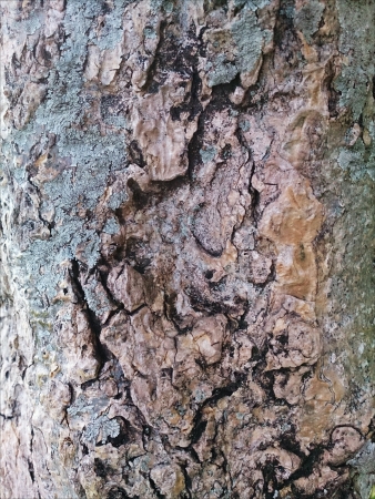 Unique Trunk Textureの素材