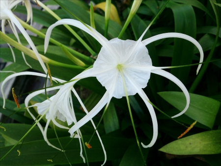 Beautiful White Flowerの素材