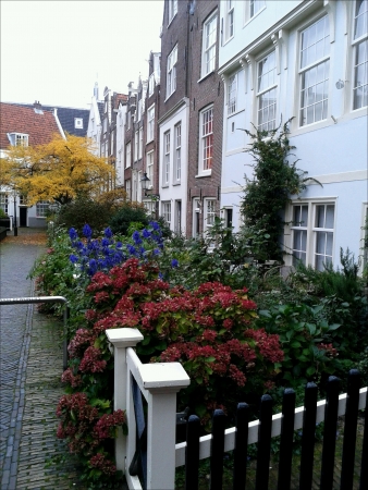 Small Beautiful Garden Along Houses in Amsterdam.の素材