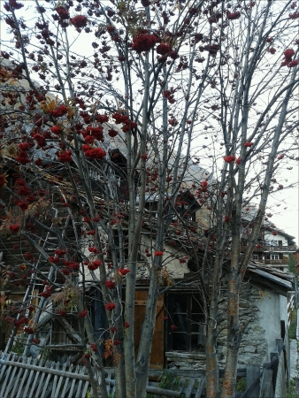 Red Berries Trees.の素材