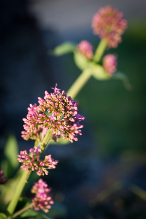 Macro of pink flowerの写真素材