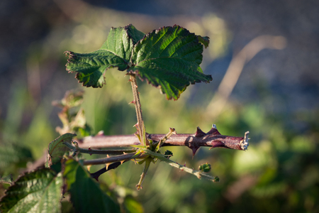 Branch with thorns and a leafの写真素材