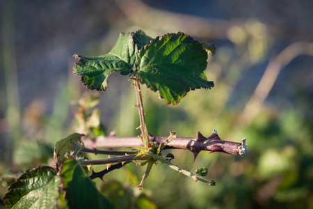 Branch with thorns and a leafの写真素材