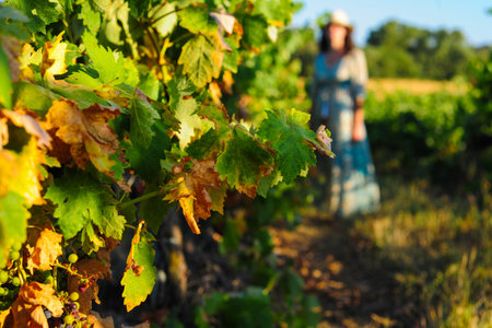 Portrait of a beautiful young woman with hat in the vineyardの写真素材