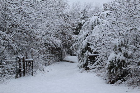 Snowy path in the woods of Oklahoma.の写真素材