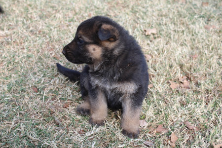 A German Shepherd puppy in the grass.の写真素材