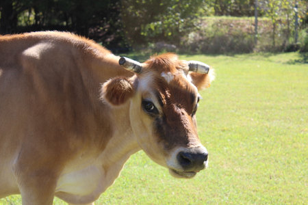 Close-up of a Jersey cow in Oklahoma.の写真素材