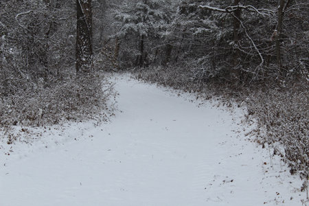 Snowy Path in the Woods of Oklahomaの写真素材