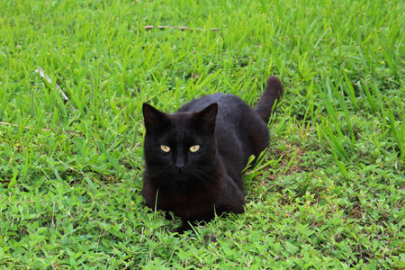 A black cat in the grass.の写真素材