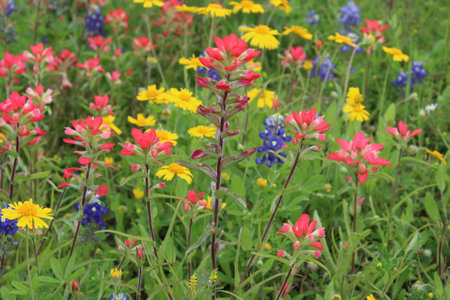 Indian Paintbrush and Texas wildflowers.の写真素材