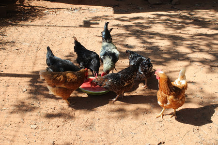 A rooster and hens enjoying a watermelon.の写真素材