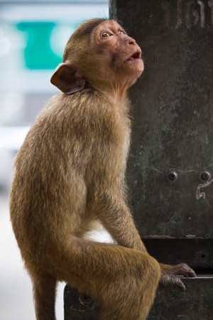 Monkeyの写真素材