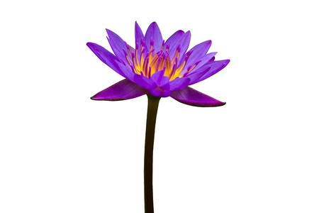 Purple Lotus on White Background の写真素材